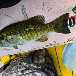 スモールマウスバス