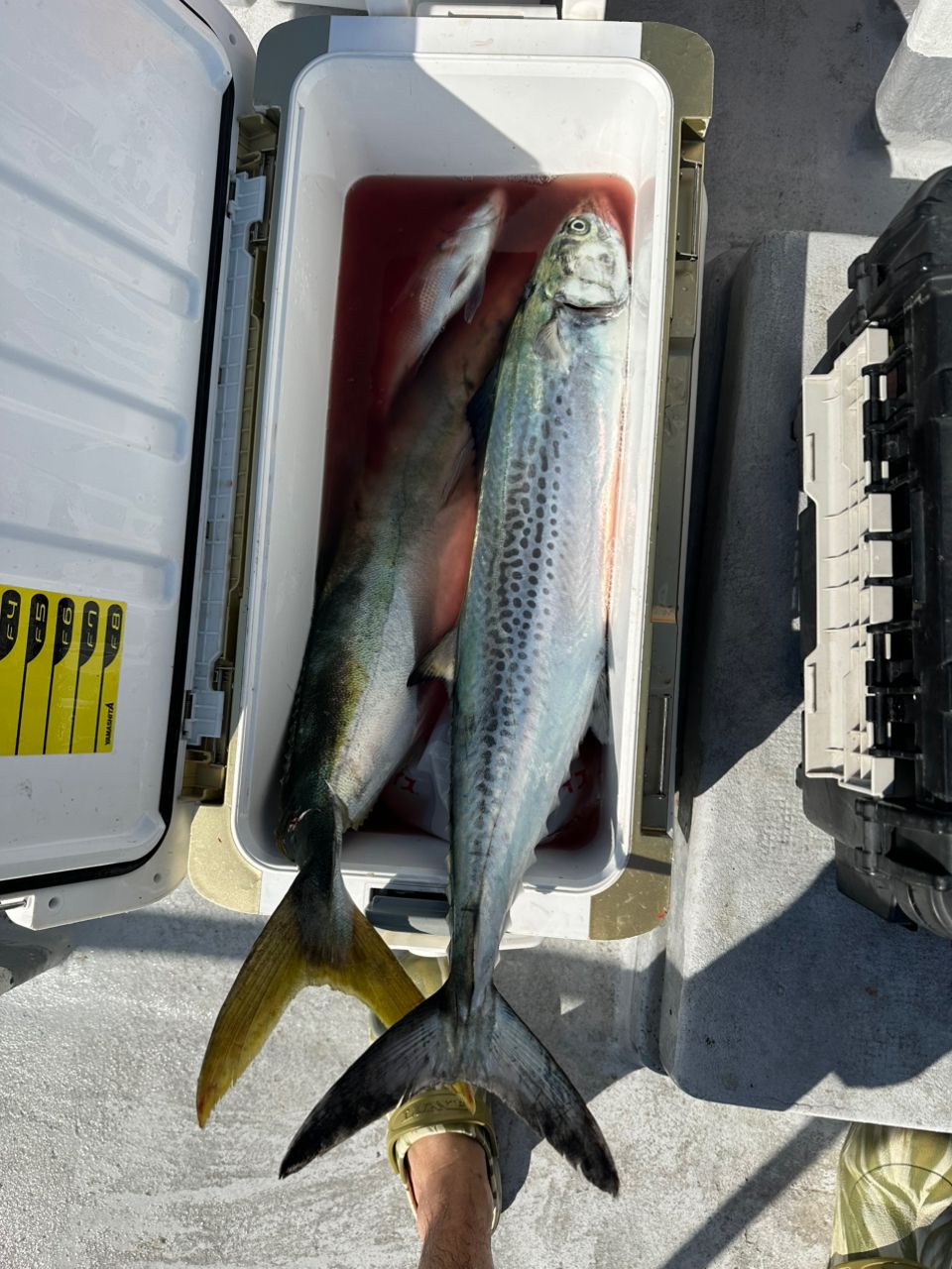 生田 @愛知さんの釣果 2枚目の画像