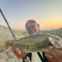 ラージマウスバス