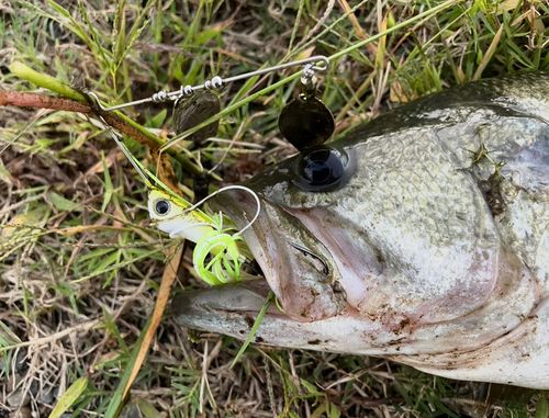 ブラックバスの釣果