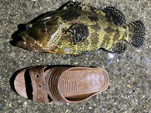 イシミーバイの釣果