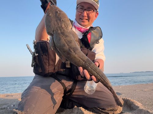 マゴチの釣果