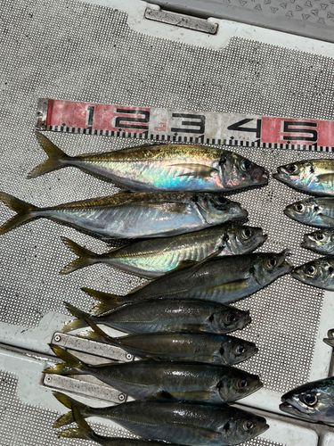 アジの釣果