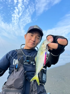 ワカシの釣果