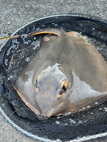 アカエイの釣果