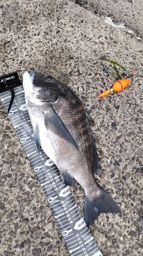 チヌの釣果