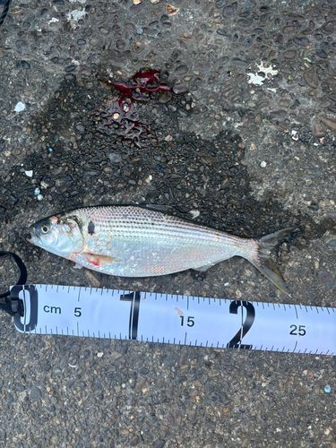 コノシロの釣果