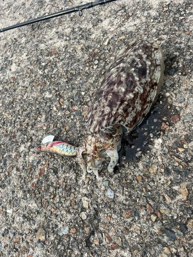 スミイカの釣果