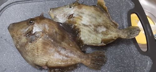 カワハギの釣果