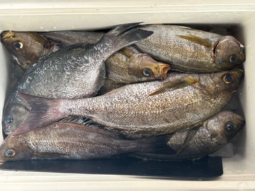 イサキの釣果