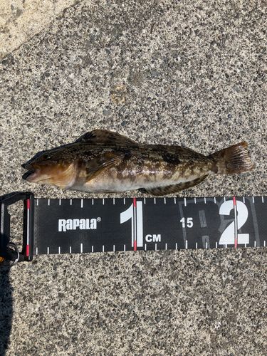 アイナメの釣果