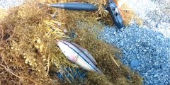 ベラの釣果