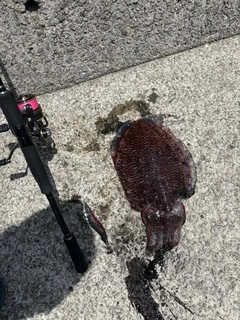 コウイカの釣果