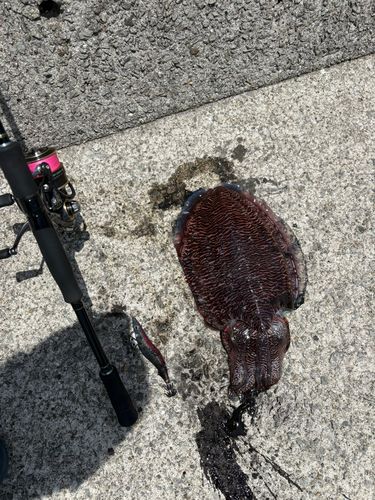 コウイカの釣果
