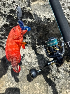 ニジハタの釣果