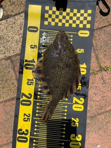 ヌマガレイの釣果