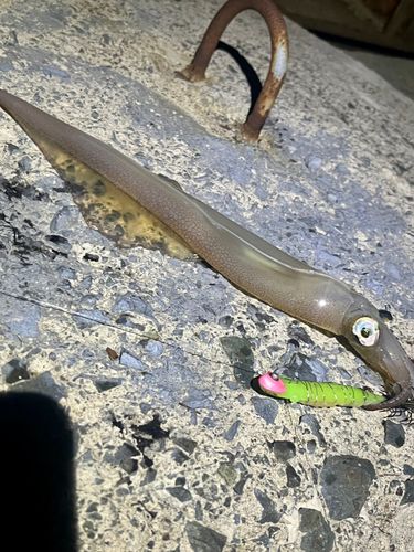 ヤリイカの釣果