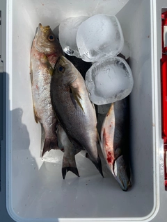 イサキの釣果
