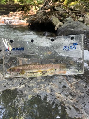 イワナの釣果