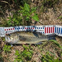 ラージマウスバス