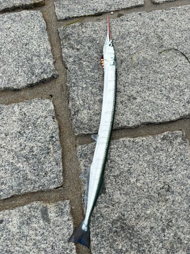 ダツの釣果