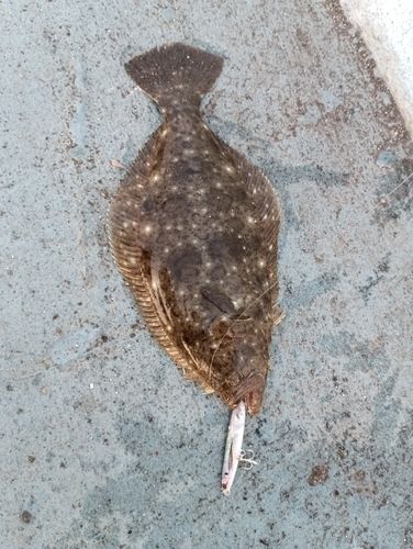 ヒラメの釣果