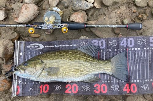 スモールマウスバスの釣果