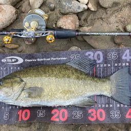 スモールマウスバス