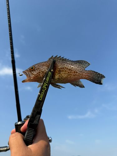 オオモンハタの釣果