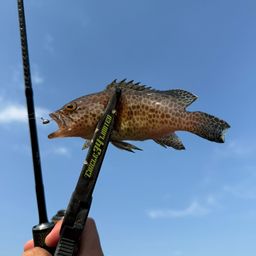 オオモンハタ