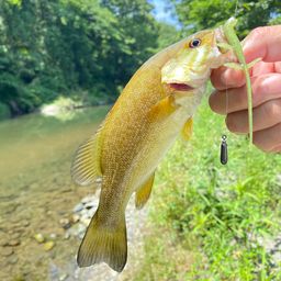 スモールマウスバス