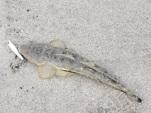 マゴチの釣果