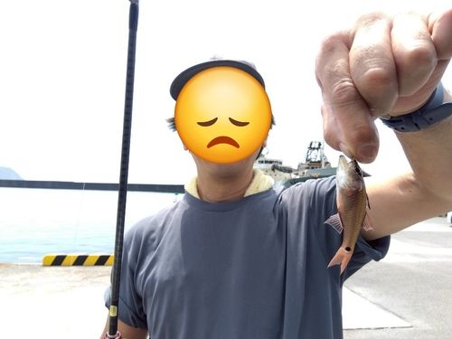 ネンブツダイの釣果