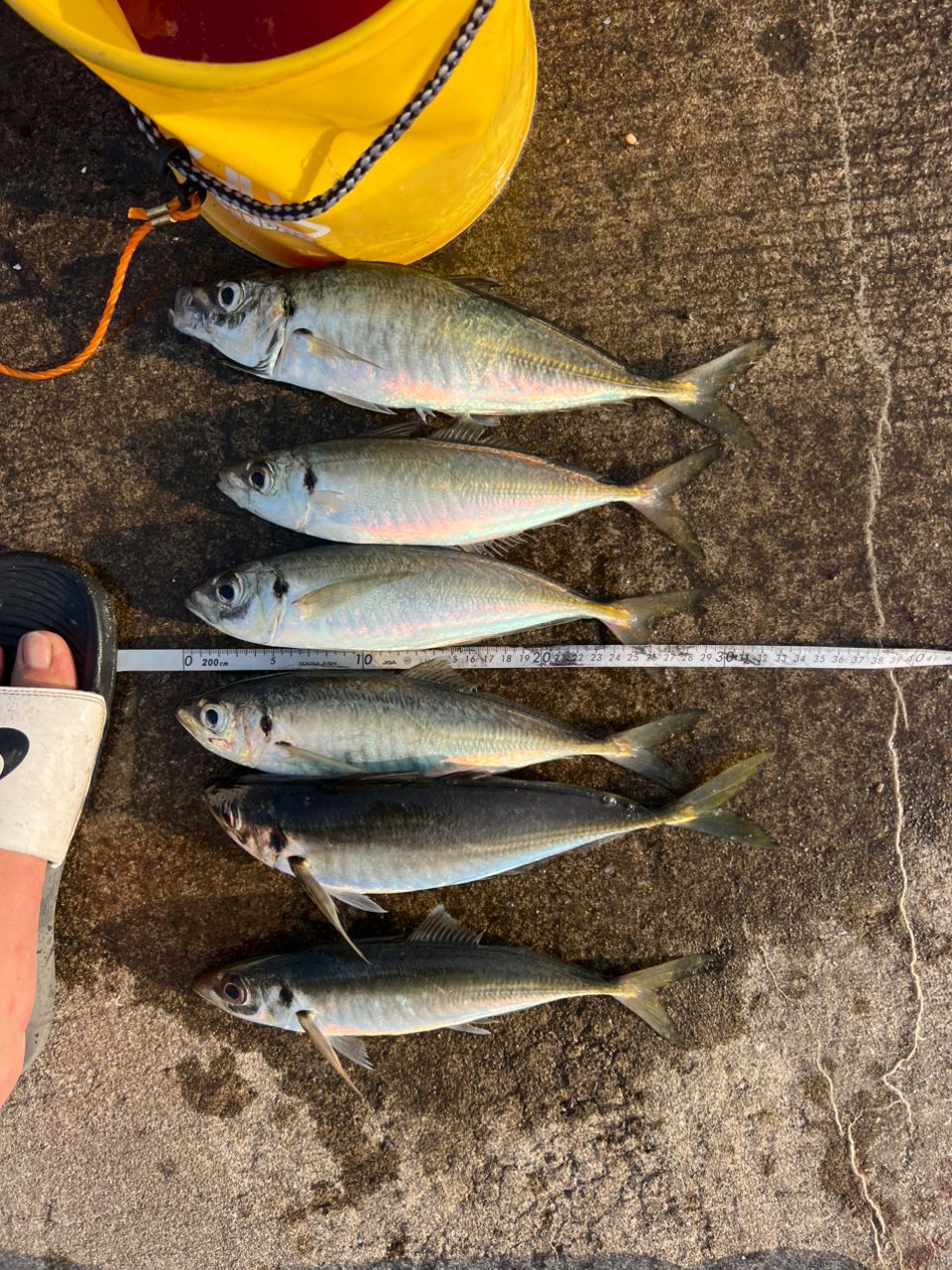 シマノ ホリデーイソ 4-530PTS SHIMANO ホリデー イソ 4-530PTSの最安値・インプレ・釣果