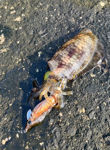 アオリイカの釣果
