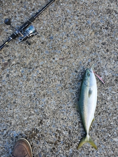 イナダの釣果