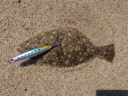 ソゲの釣果