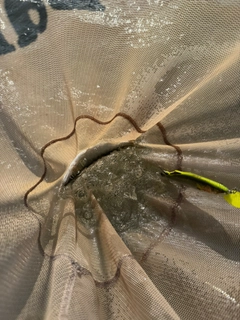 アユの釣果
