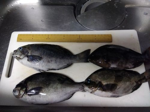 グレの釣果