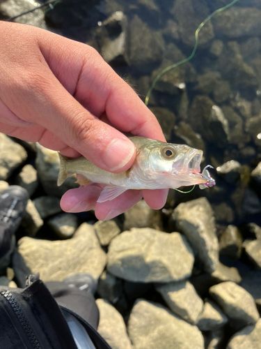 セイゴ（ヒラスズキ）の釣果