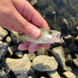 セイゴ（ヒラスズキ）