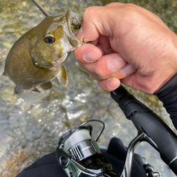 スモールマウスバス