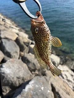 カンモンハタの釣果