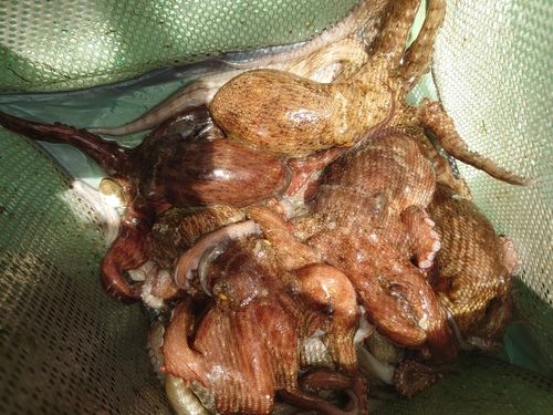 タコの釣果