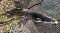 ナマズの釣果