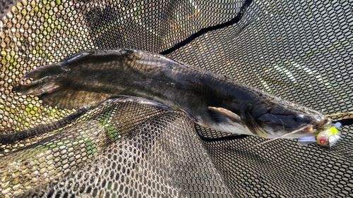 ナマズの釣果