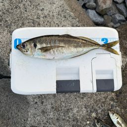 アジ
