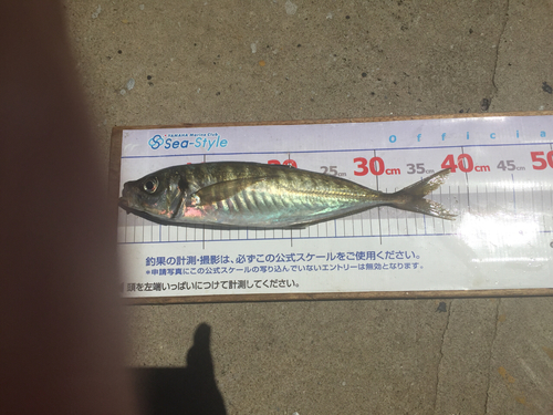 アジの釣果