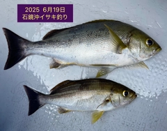 イサキの釣果