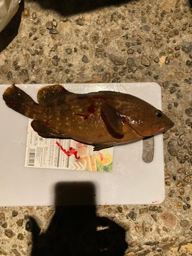 キジハタの釣果